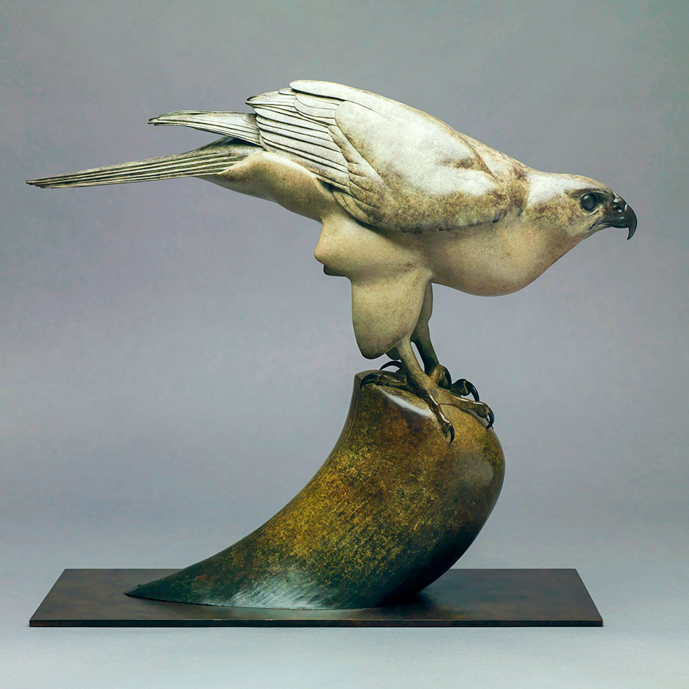 Goshawk Goshawk by John Michael