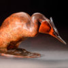 Great Crested Grebe by John Michael