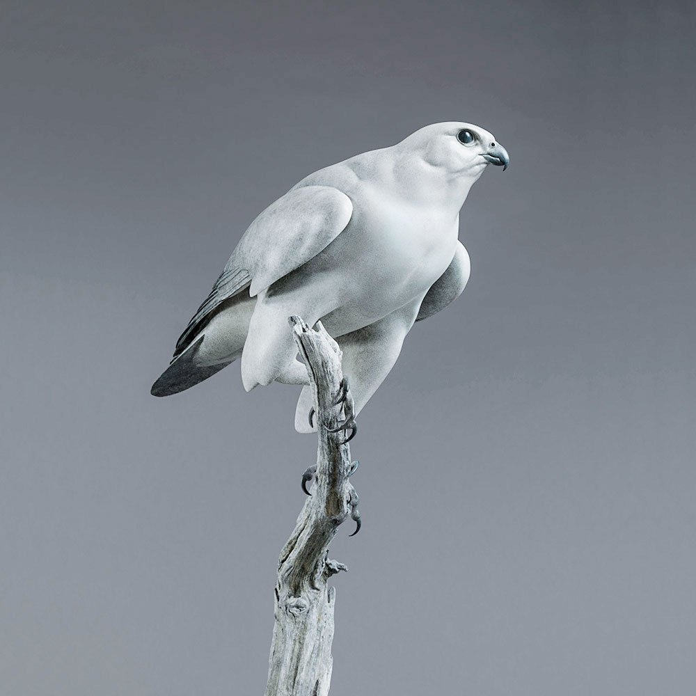 Gyrfalcon by John Michael
