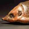 Hedgehog by John Michael