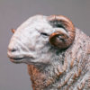 Herdwick Sheep by John Michael