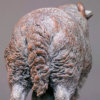 Herdwick Sheep by John Michael