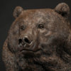Kodiak Brown Bear (Indomitable) by John Michael