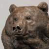 Kodiak Brown Bear (Indomitable - Head Study) by John Michael