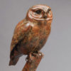 Little Owl by John Michael