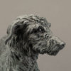 Lurcher (Grace) by John Michael