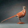 Pheasant by John Michael