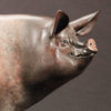 Saddleback Pig (Happy Sow) by John Michael