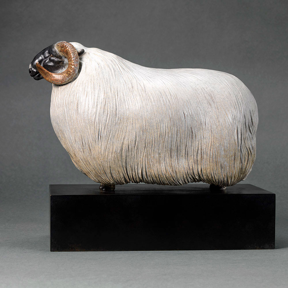 Scottish Blackface Sheep (Moortown JJ) Scottish Blackface Sheep (Moortown JJ) by John Michael