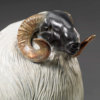 Scottish Blackface Sheep (Moortown JJ) by John Michael