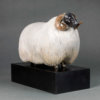 Scottish Blackface Sheep (Moortown JJ) by John Michael