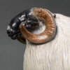 Scottish Blackface Sheep (Moortown JJ) by John Michael