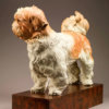 Shih Tzu (Bertie) by John Michael