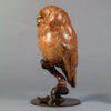 Tawny Owl by John Michael