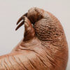 Walrus by John Michael