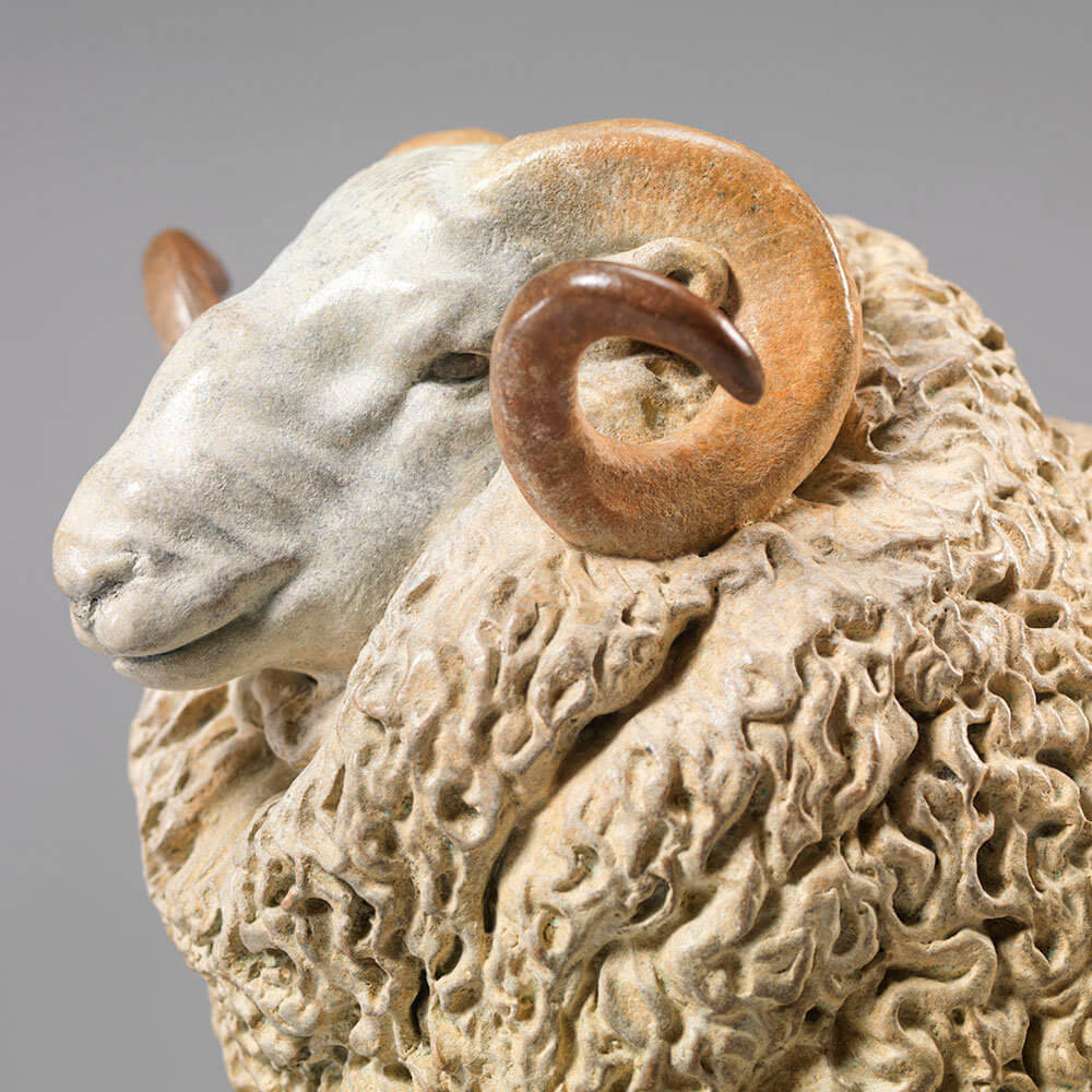 Whiteface Dartmoor Sheep (William) by John Michael