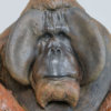 Life Size Sumatran Orangutan by John Michael