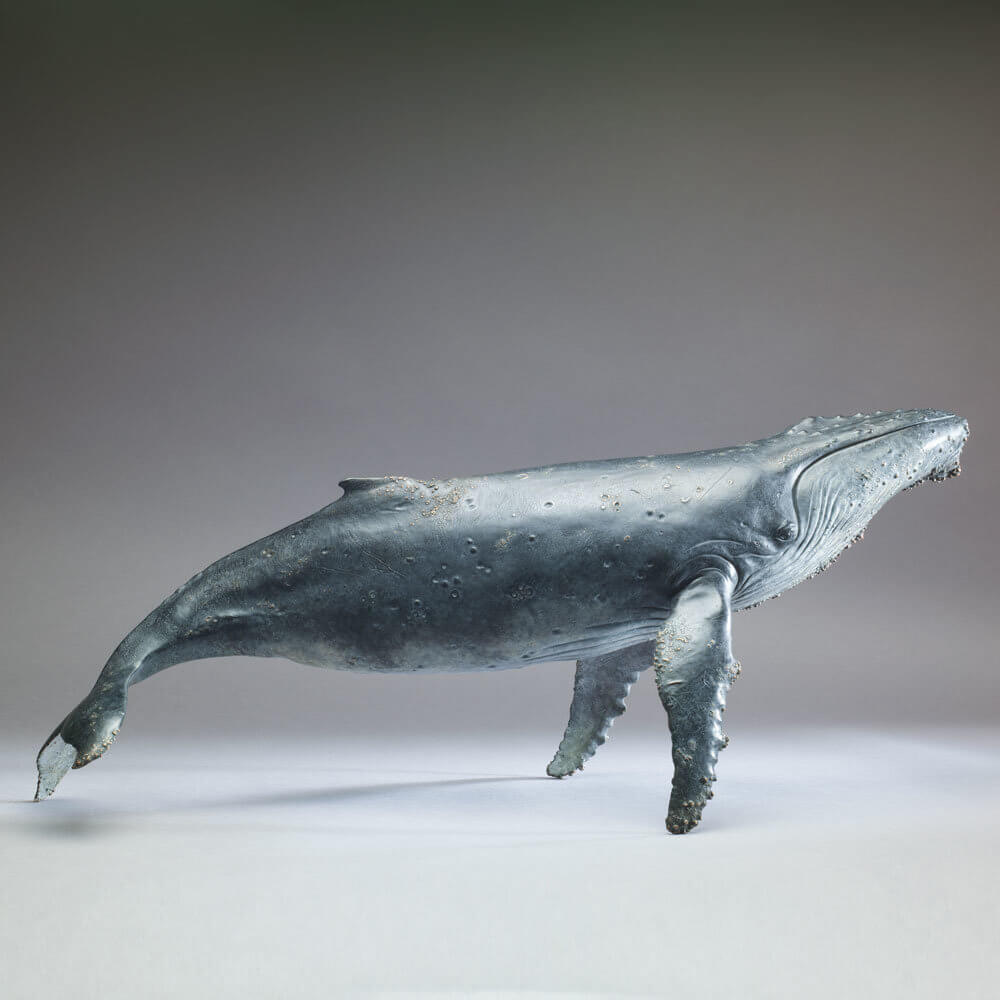 Humpback Whale by John Michael