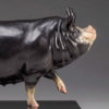 Berkshire Pig (Dittisham Lady 22) by John Michael