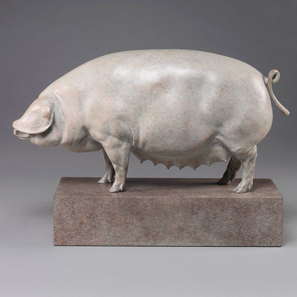 British Lop Pig (Liskeard Sunshine 500) by John Michael