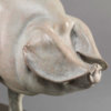 British Lop Pig (Liskeard Sunshine 500) by John Michael