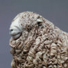 Devon and Cornwall Longwool Sheep (ED) by John Michael