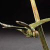 Dragonfly by John Michael
